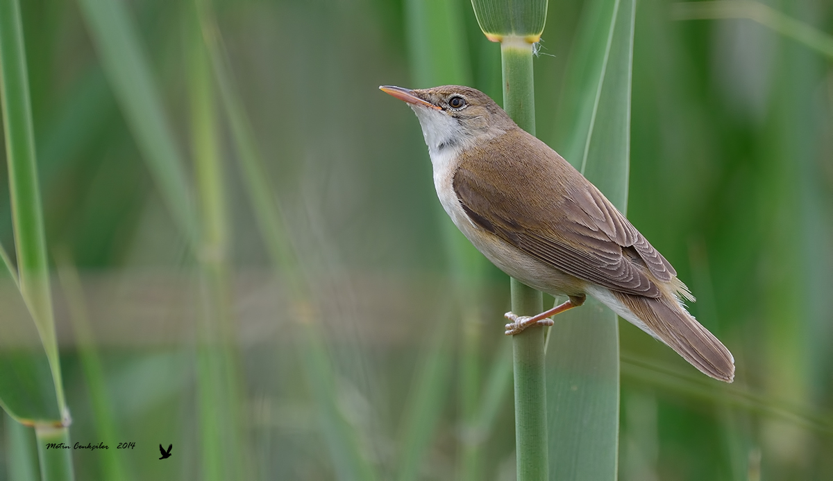 Çalı kamışçını
