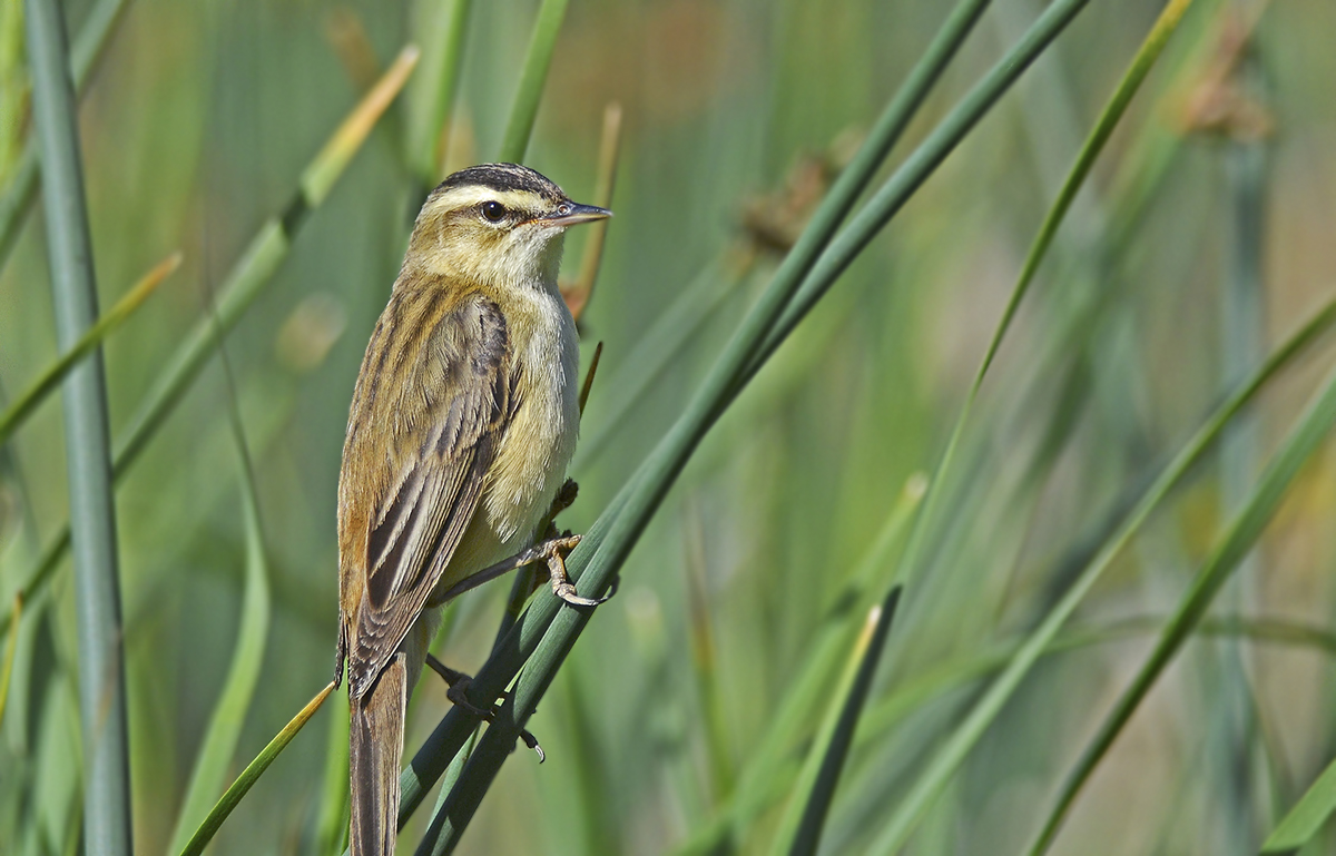 Kındıra kamışçını