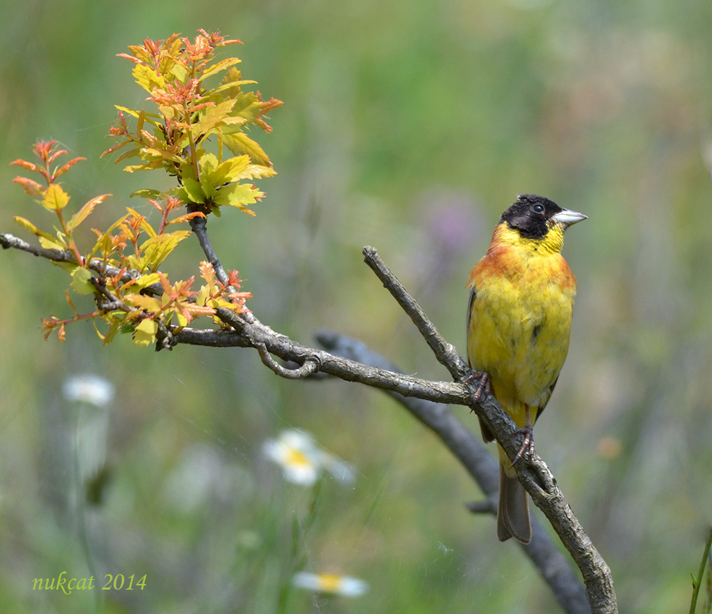 Karabaşlı kirazkuşu