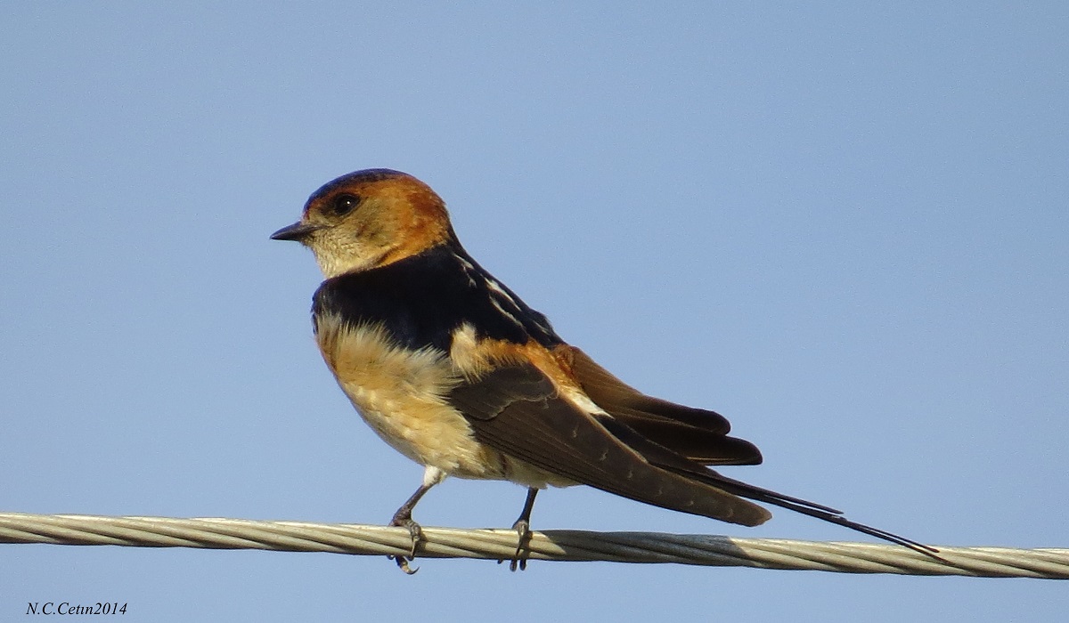 Kızıl kırlangıç