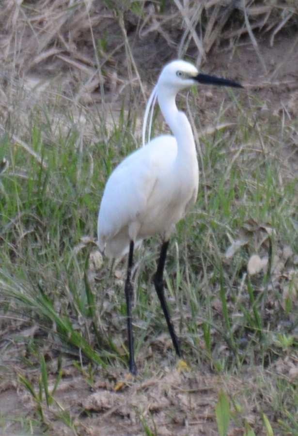 Küçük ak balıkçıl