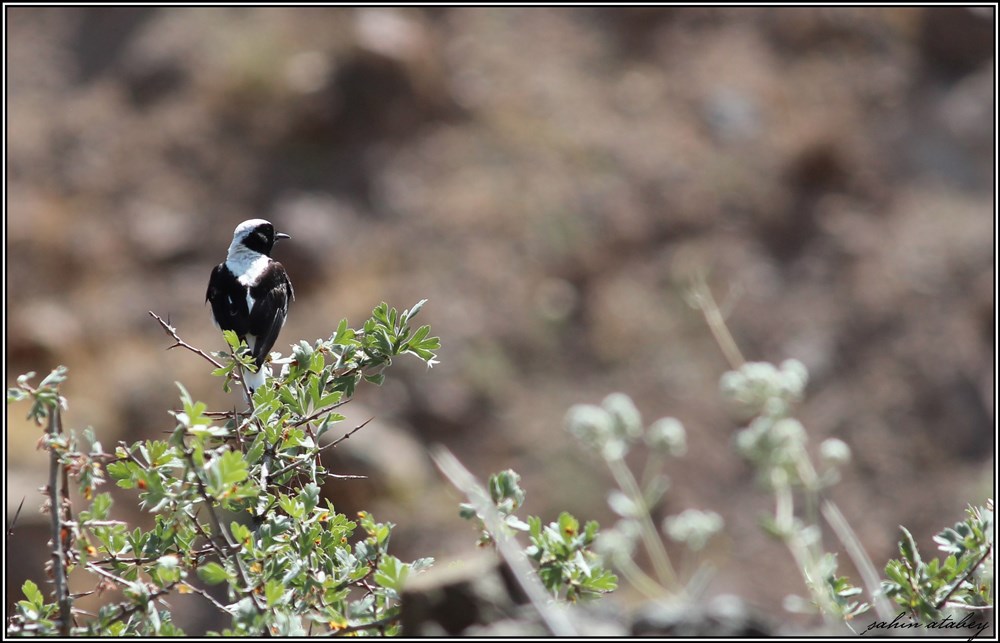 Aksırtlı kuyrukkakan