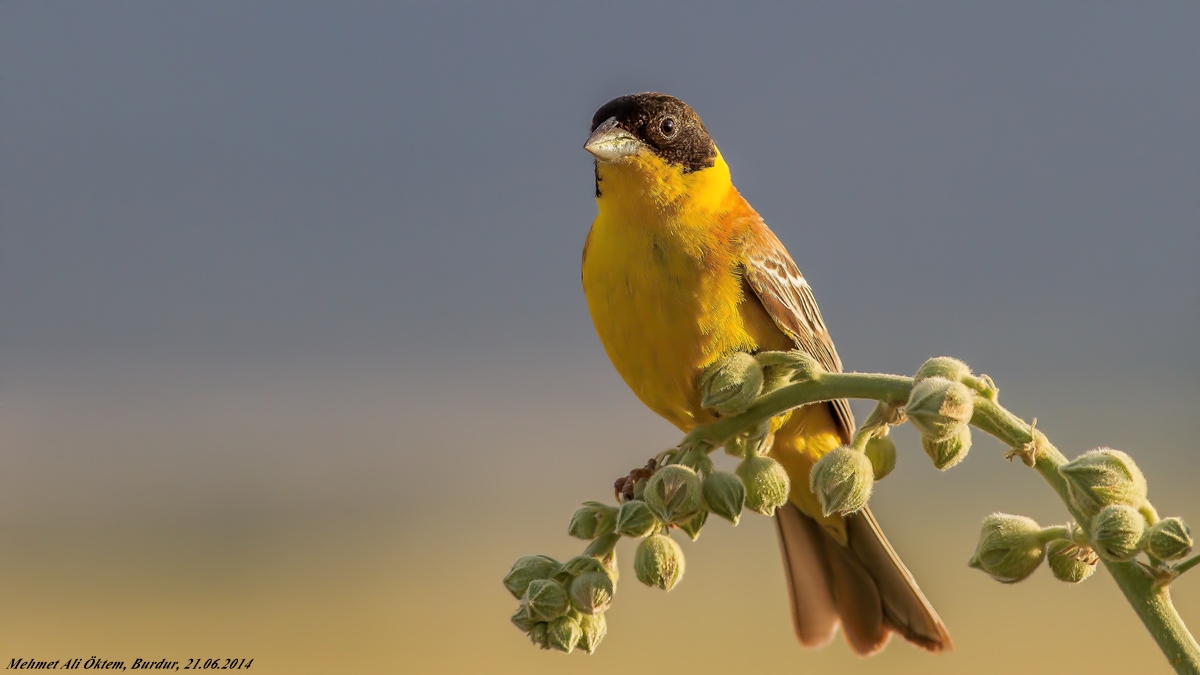 Karabaşlı kirazkuşu