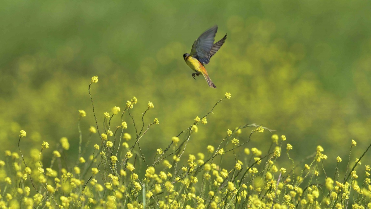 Karabaşlı kirazkuşu
