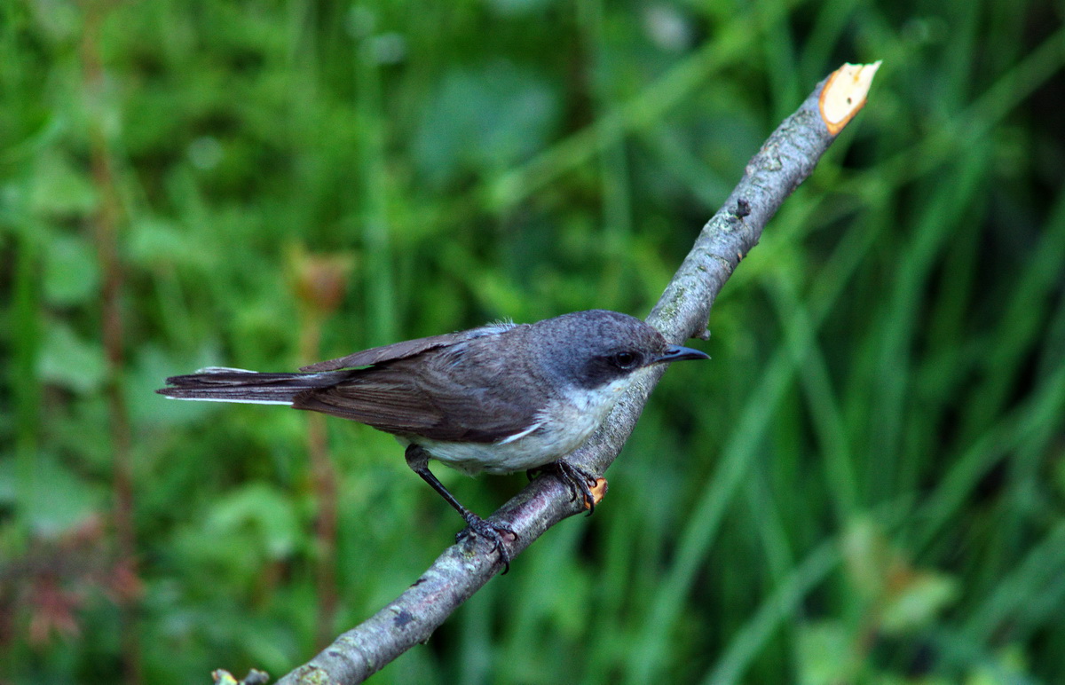 Küçük akgerdanlı ötleğen