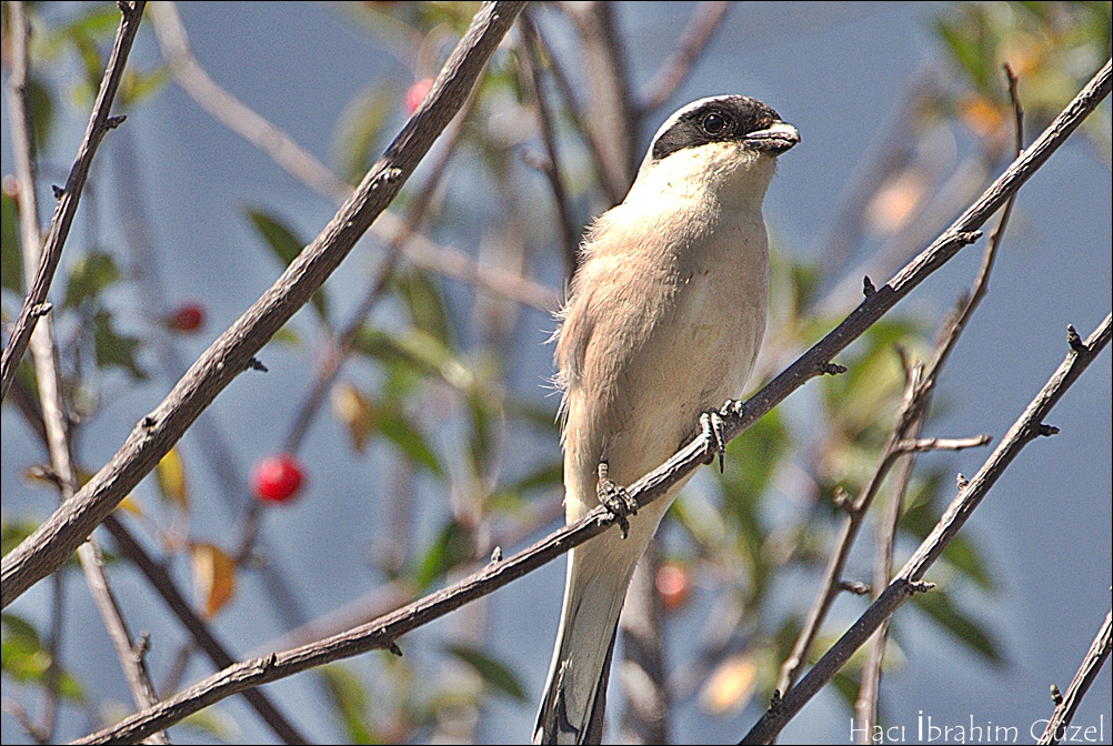 Karaalınlı örümcekkuşu