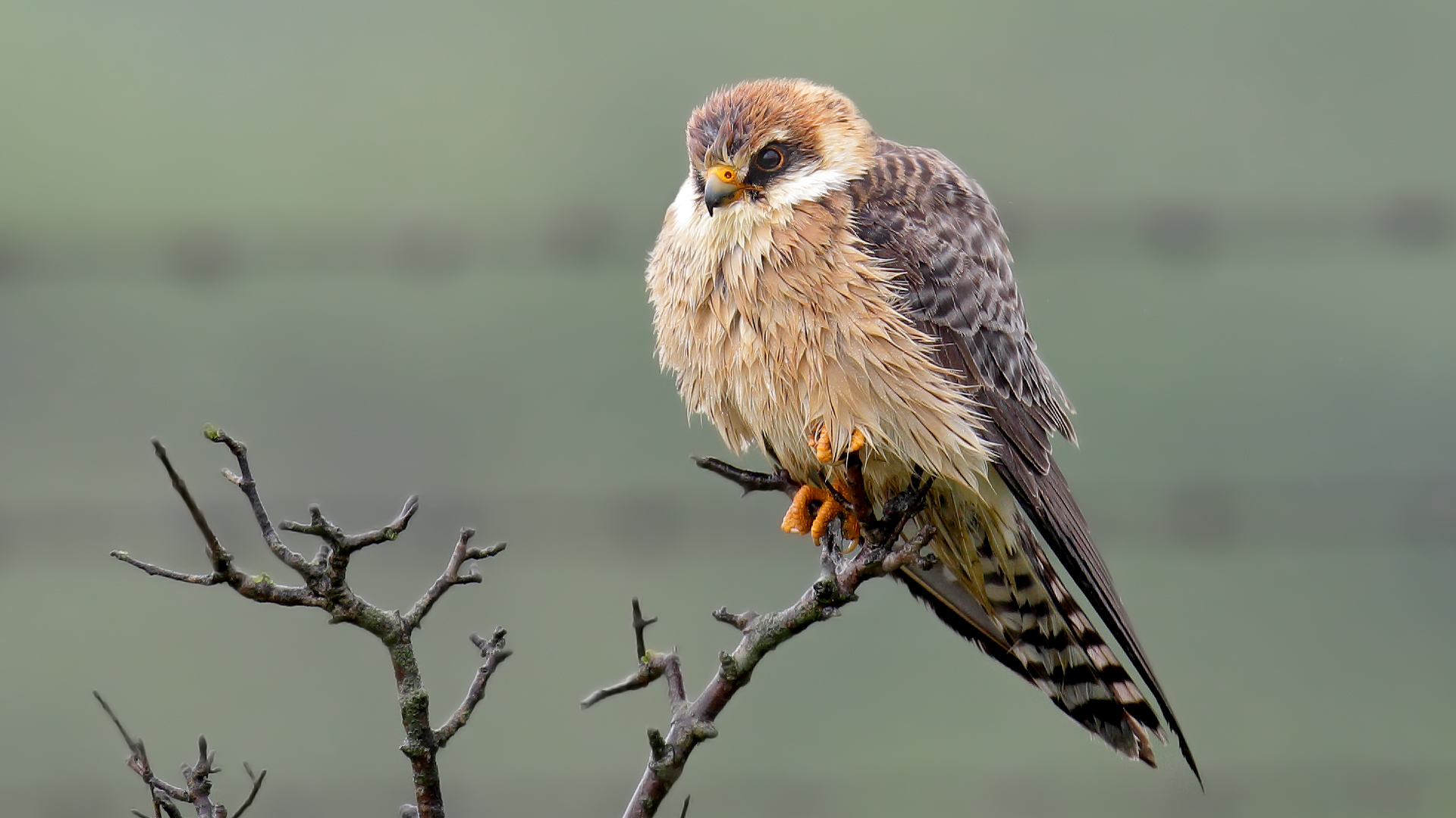 Ala doğan » Red-footed Falcon » Falco vespertinus