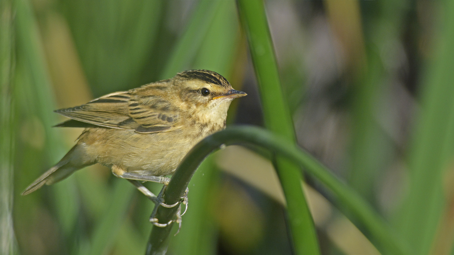 Kındıra kamışçını