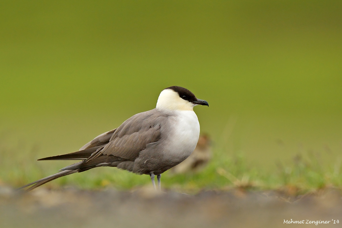 Uzunkuyruklu korsanmartı