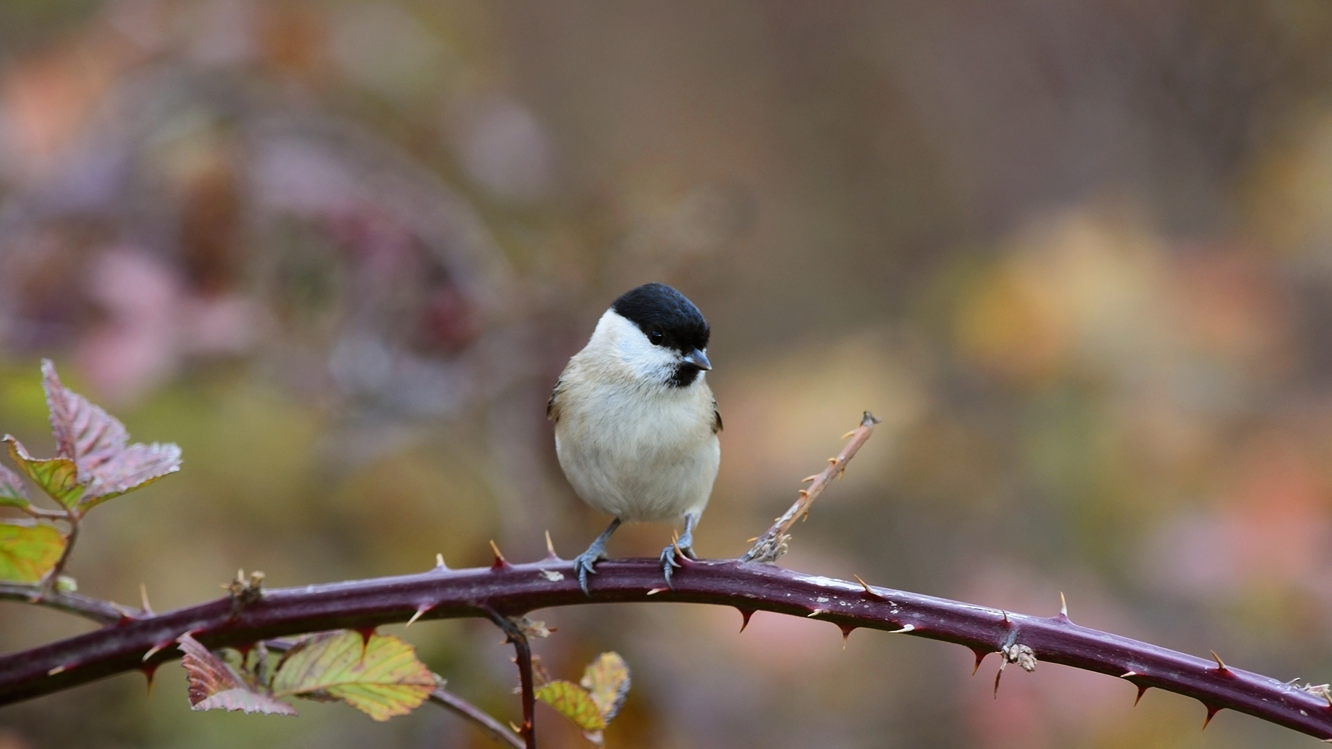 Kayın baştankarası