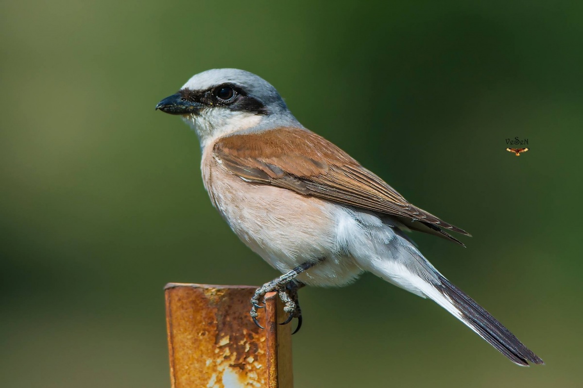 Kızılsırtlı örümcekkuşu