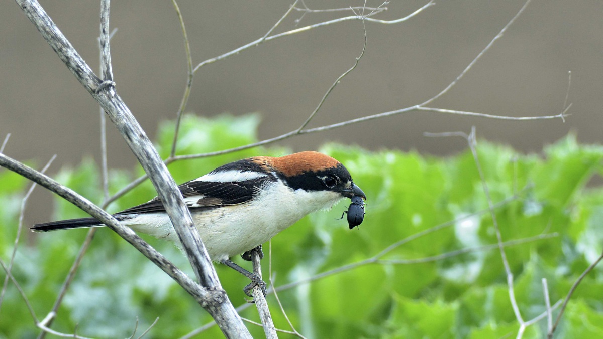 Kızılbaşlı örümcekkuşu