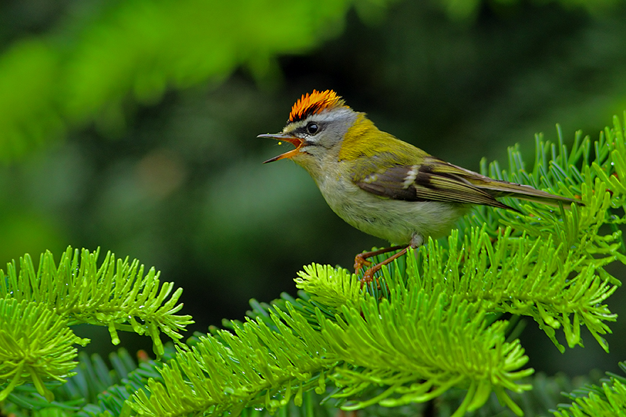 Sürmeli çalıkuşu