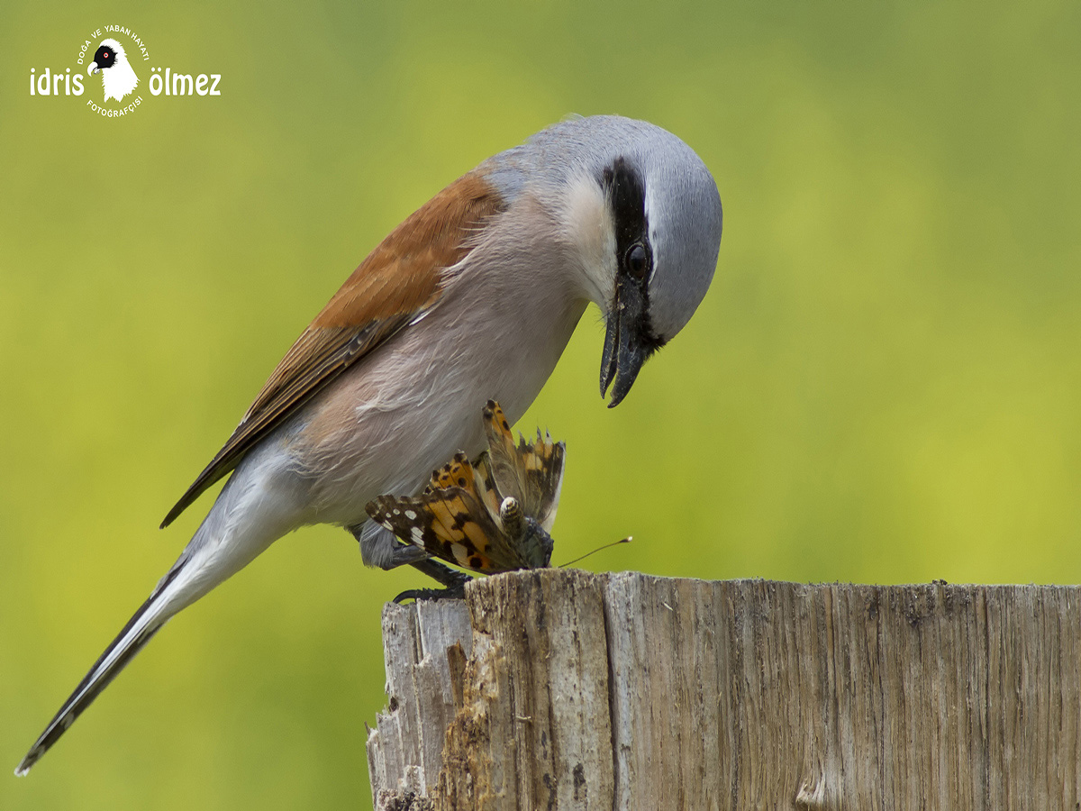 Kızılsırtlı örümcekkuşu