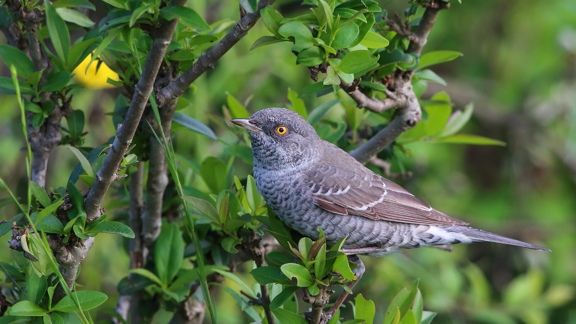 Çizgili ötleğen » Barred Warbler » Sylvia nisoria