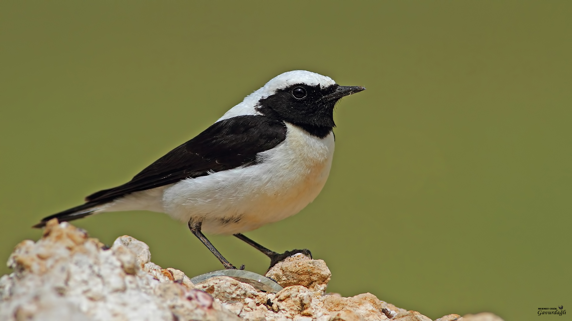 Karakulaklı kuyrukkakan