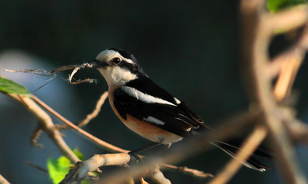 Maskeli örümcekkuşu