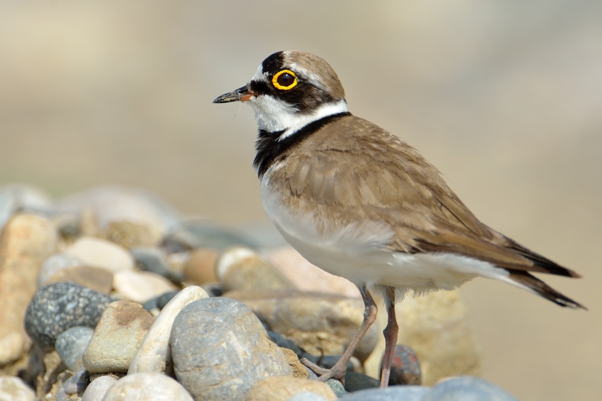 Halkalı küçük cılıbıt