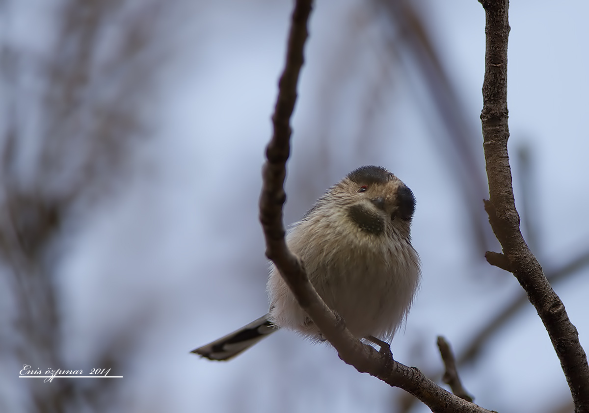 Uzunkuyruklu baştankara