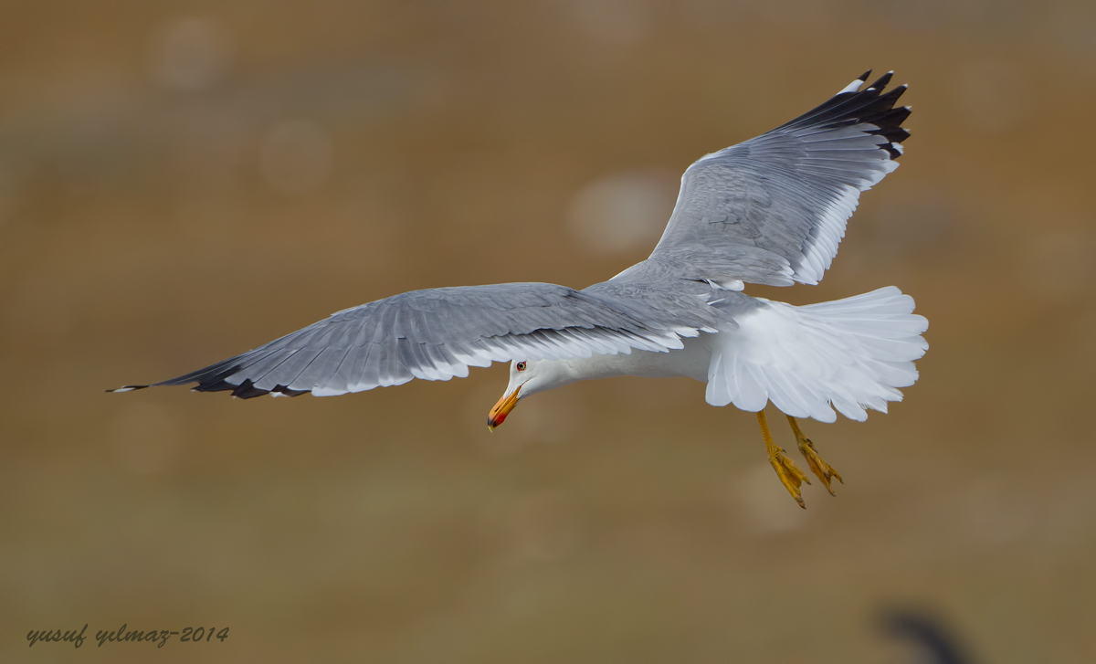 Van gölü martısı