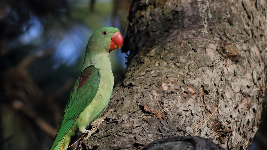 İskender papağanı