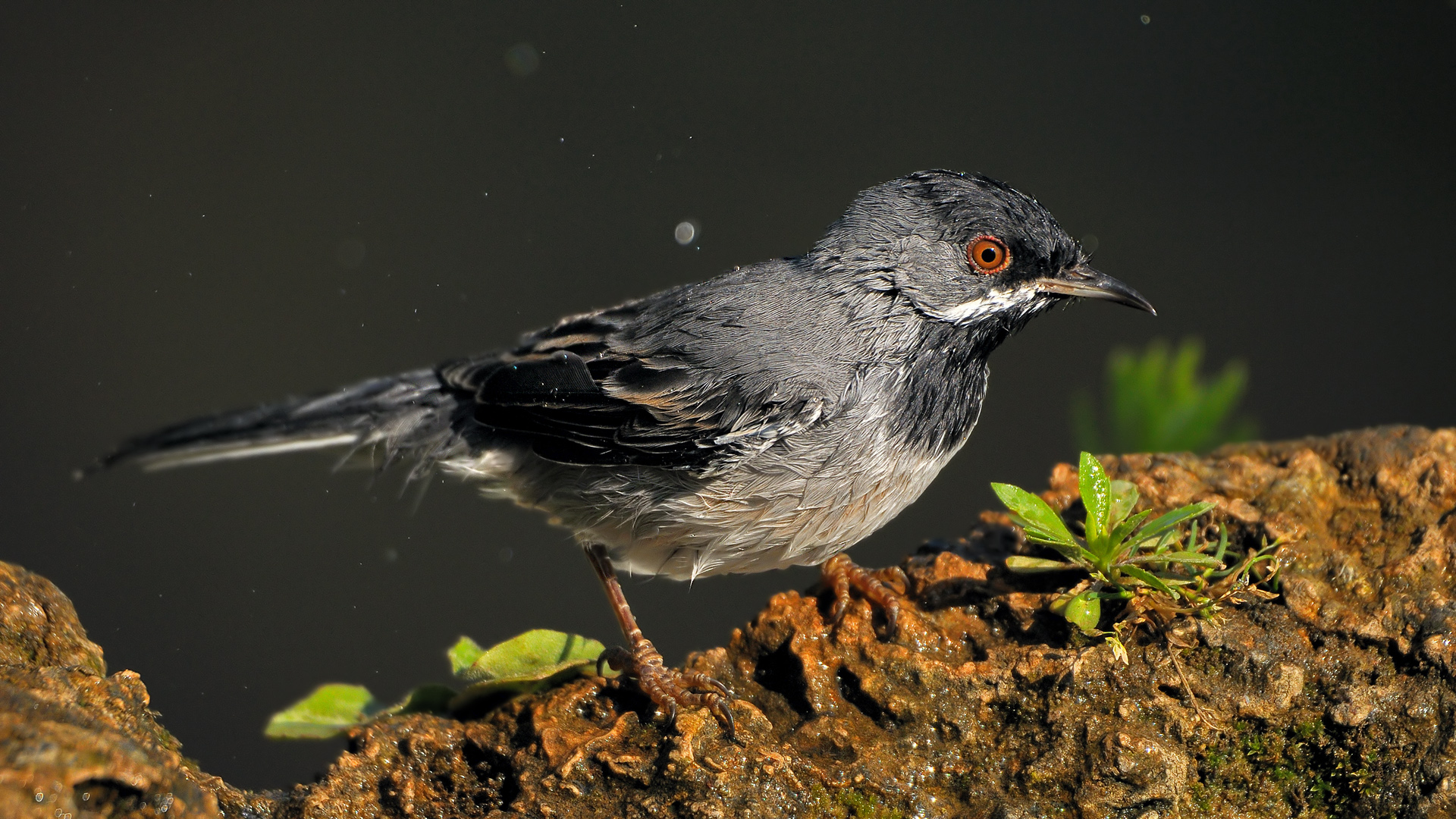 Karaboğazlı ötleğen