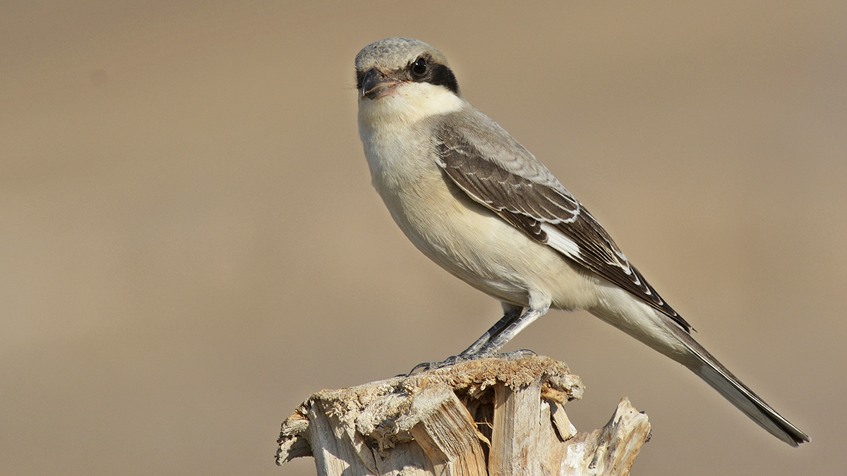 Karaalınlı örümcekkuşu