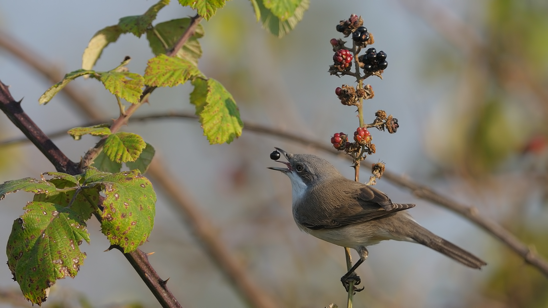 Küçük akgerdanlı ötleğen