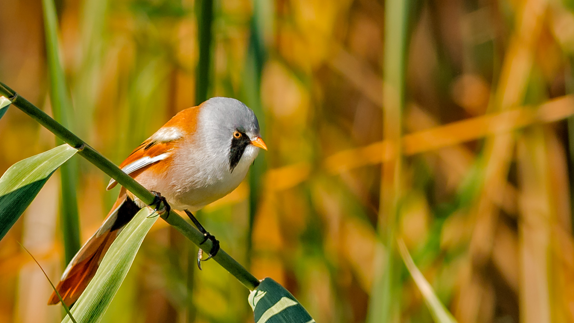 Bıyıklı baştankara