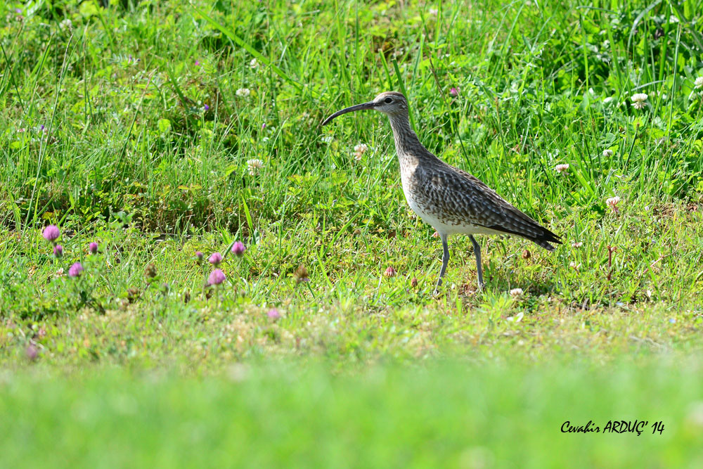 Sürmeli kervançulluğu