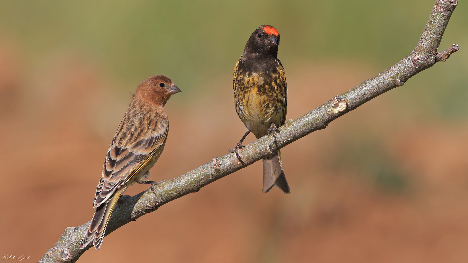 Kara iskete » Red-fronted Serin » Serinus pusillus