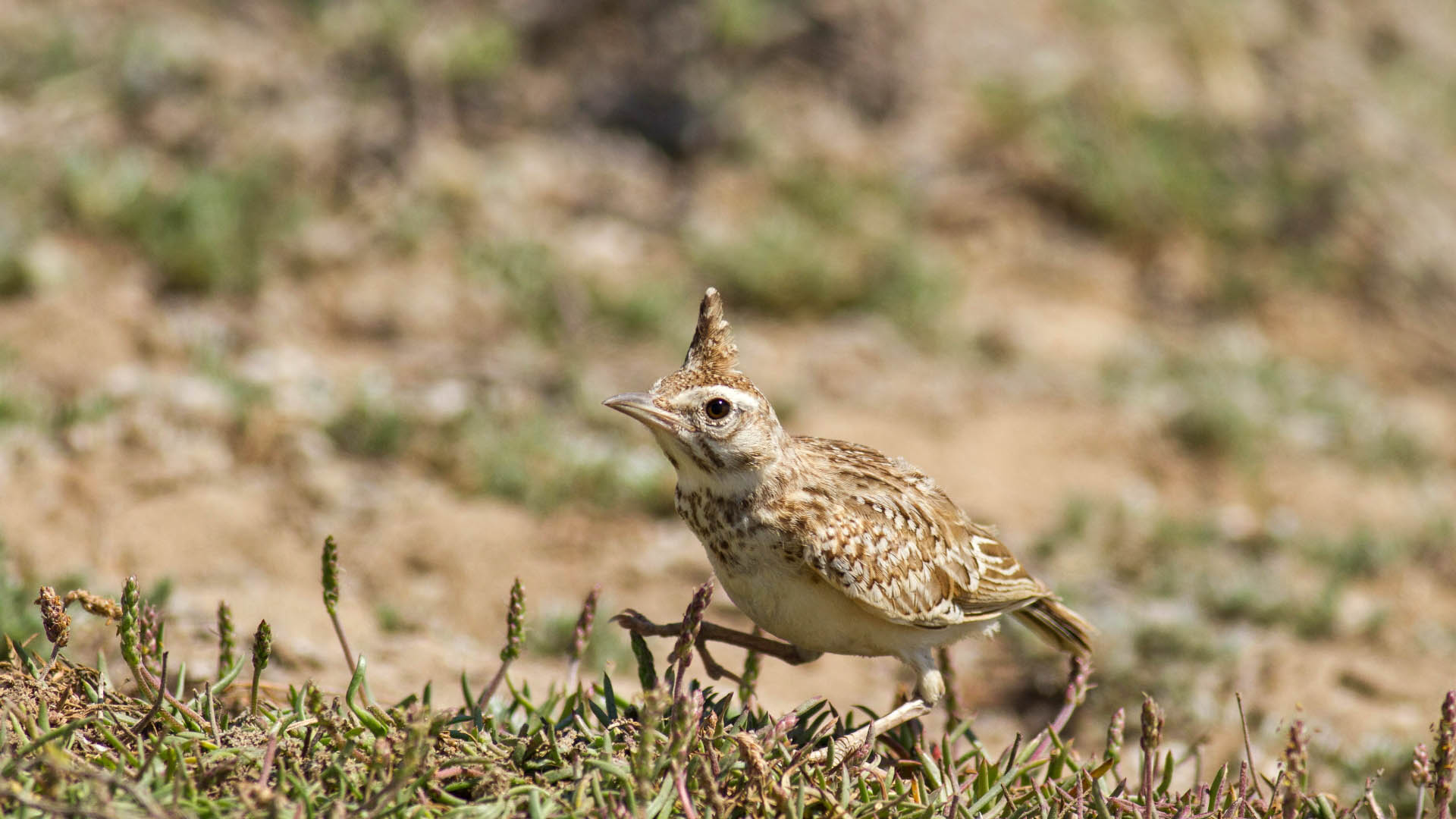 Tepeli toygar » Crested Lark » Galerida cristata