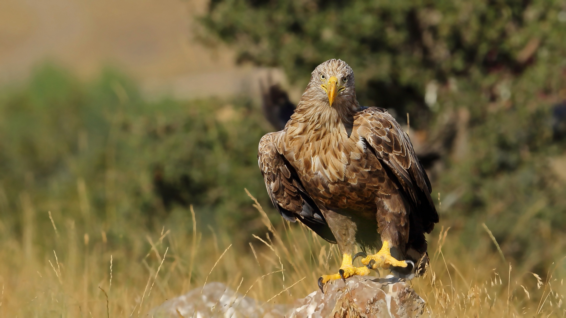 Akkuyruklu kartal » White-tailed Eagle » Haliaeetus albicilla