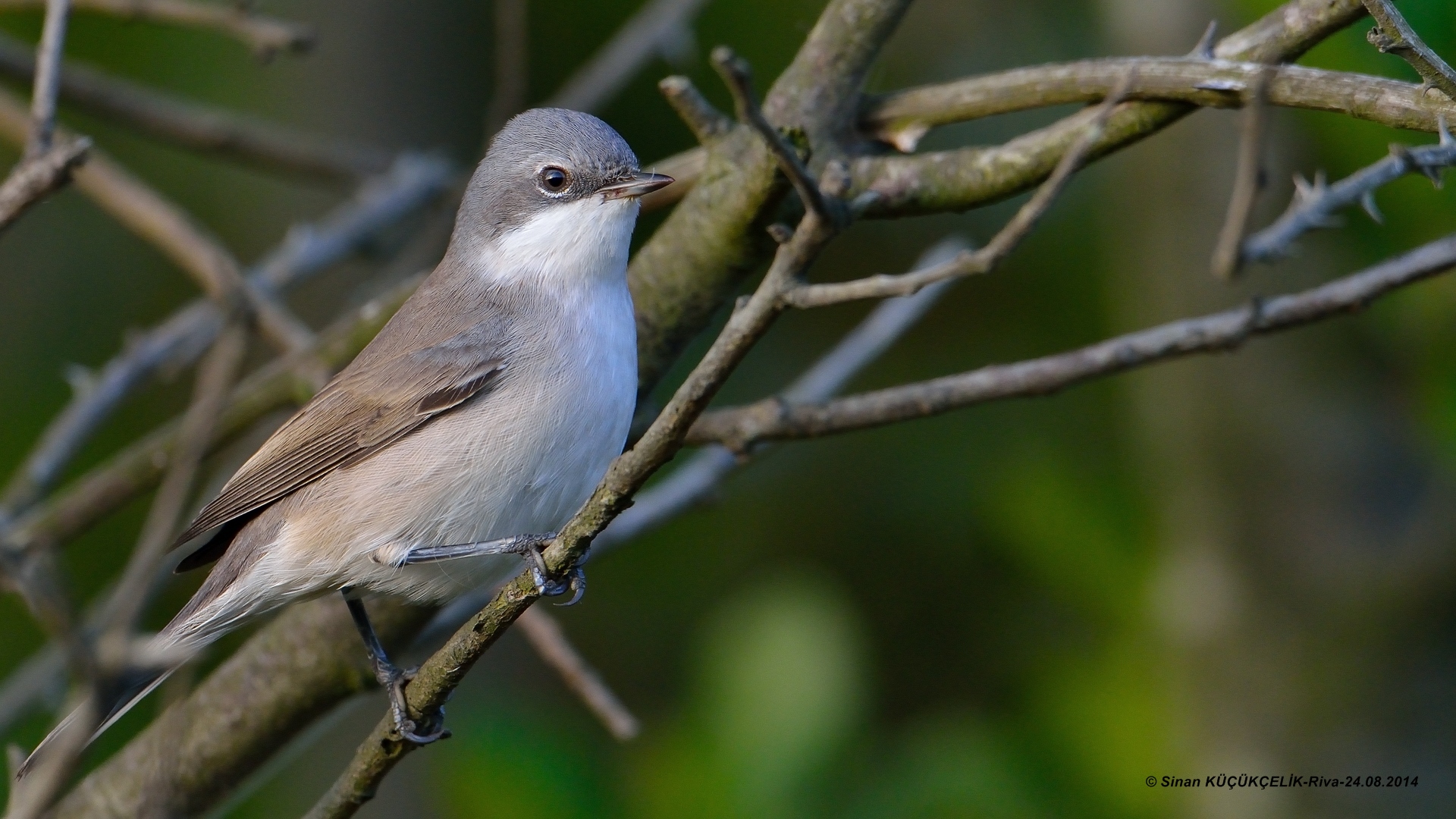 Küçük akgerdanlı ötleğen