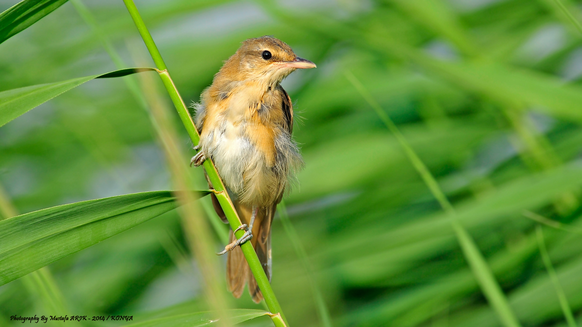 Büyük kamışçın