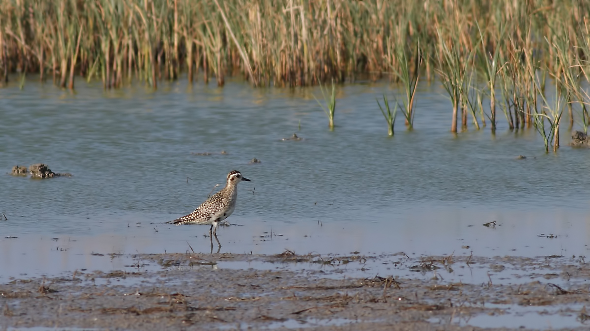 Küçük altın yağmurcun
