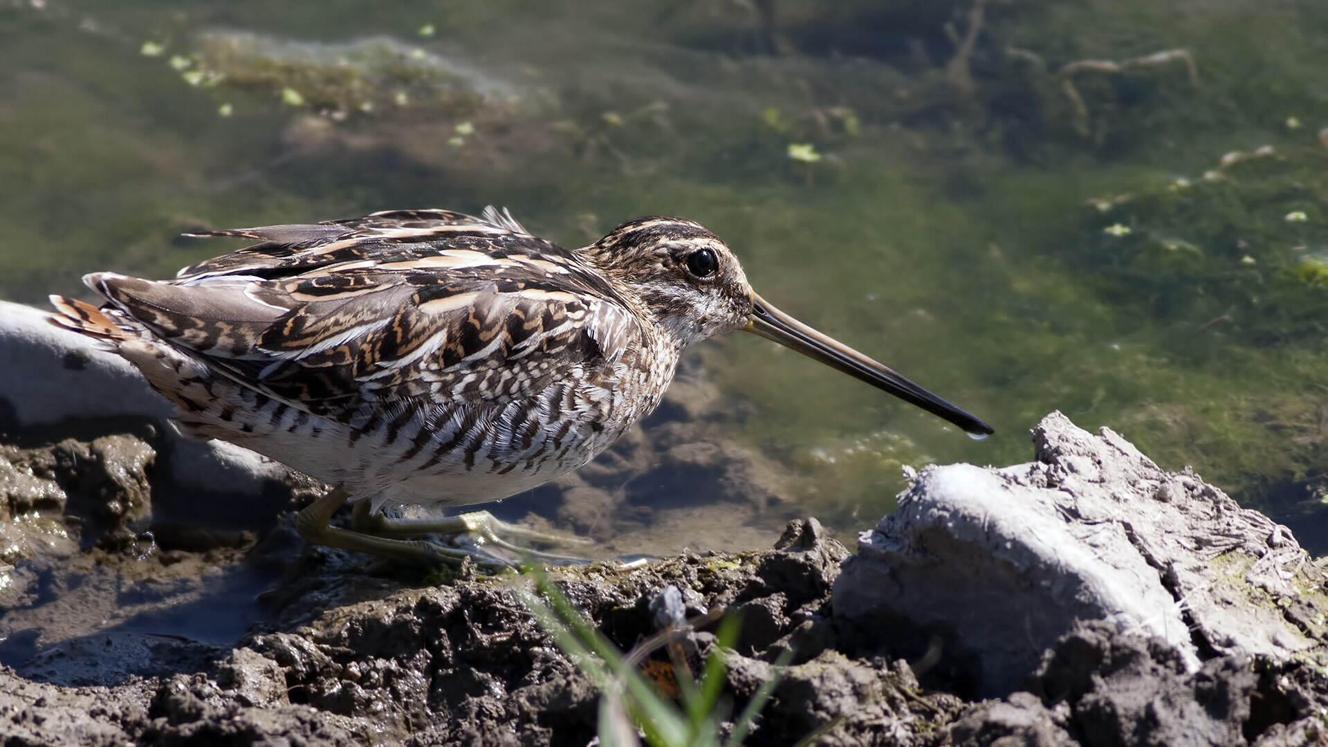 Suçulluğu » Common Snipe » Gallinago gallinago