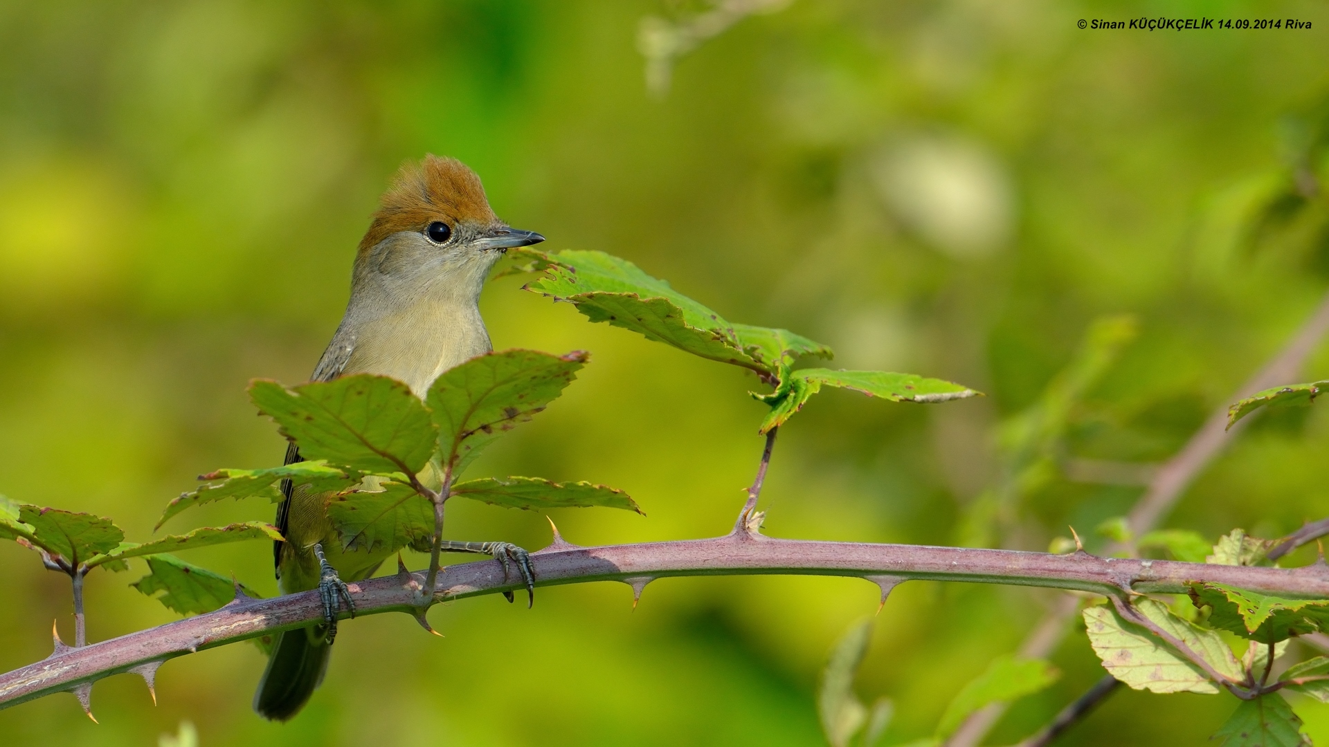 Karabaşlı ötleğen