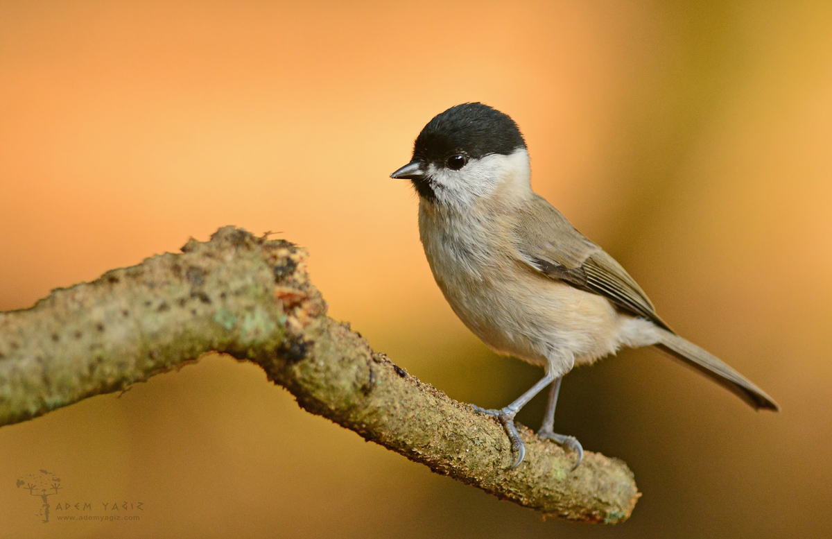Kayın baştankarası