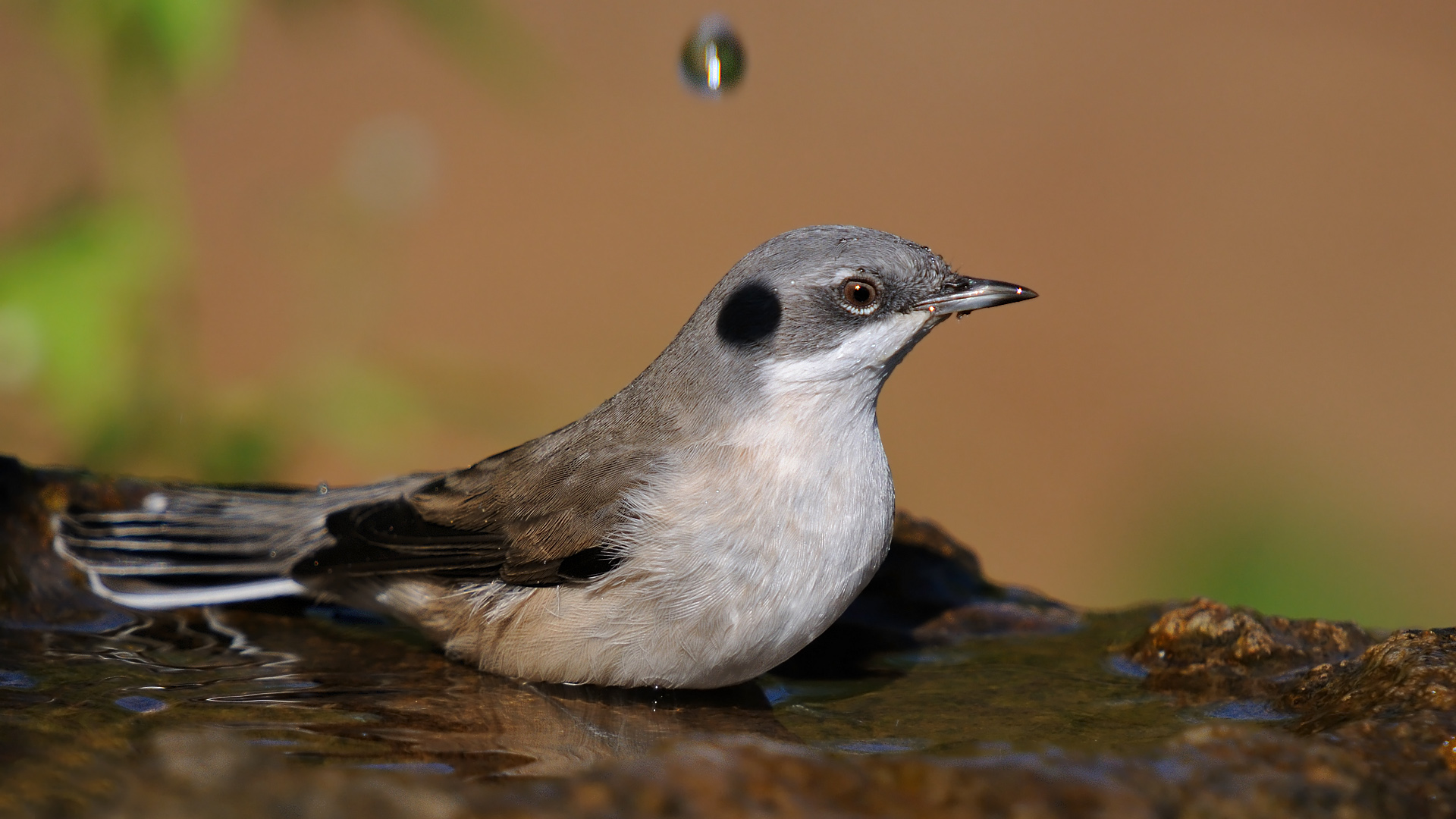 Küçük akgerdanlı ötleğen