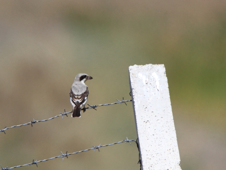 Karaalınlı örümcekkuşu