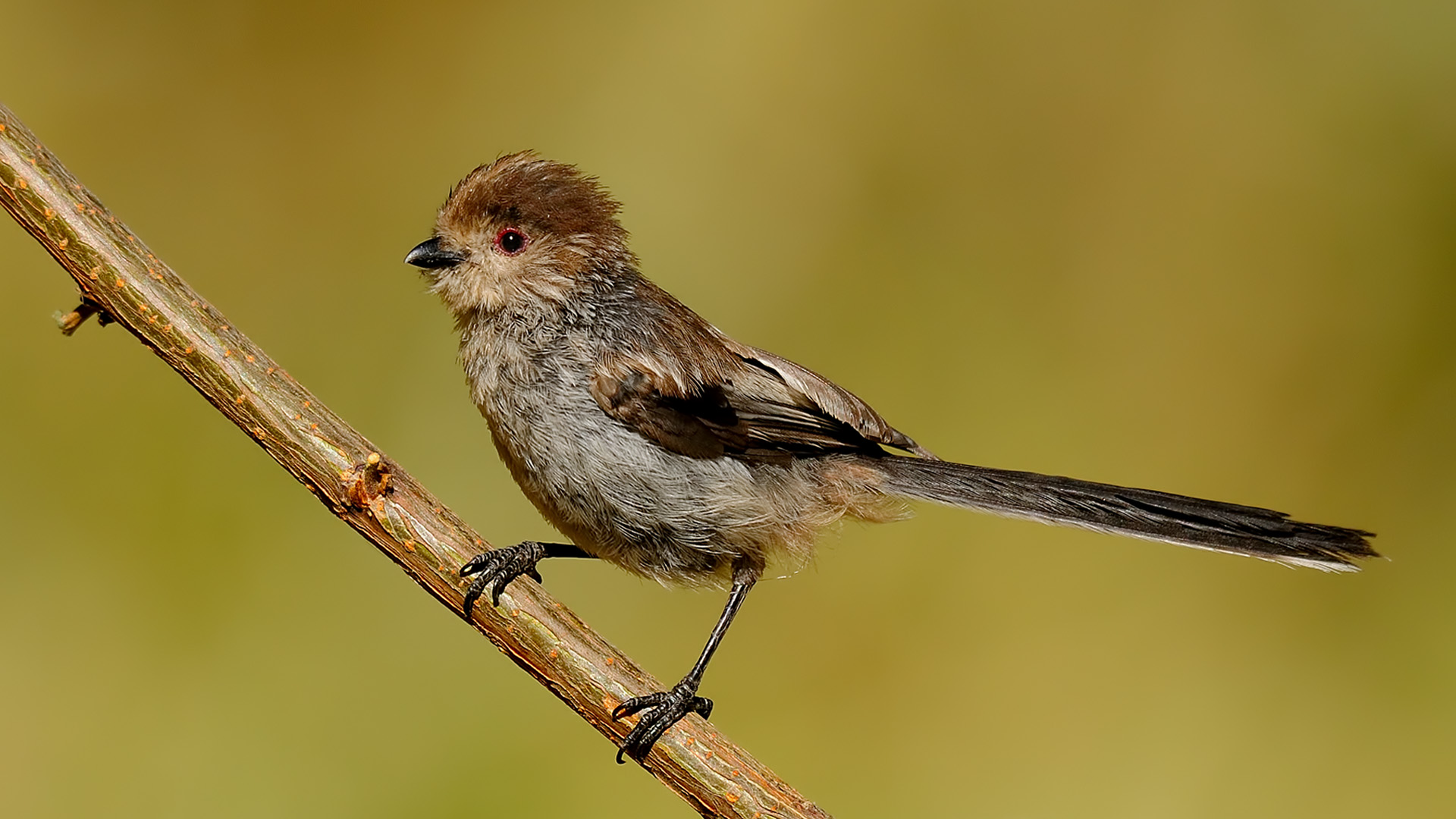 Uzunkuyruklu baştankara