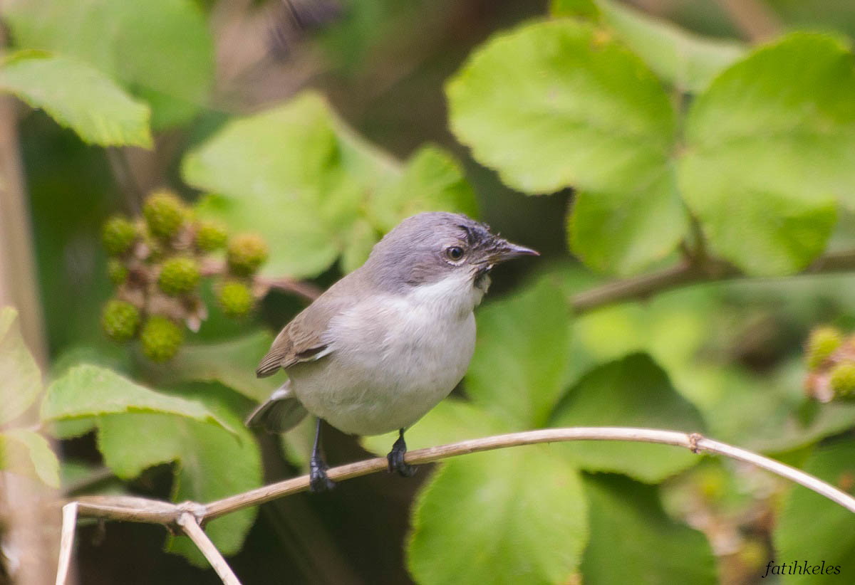 Küçük akgerdanlı ötleğen
