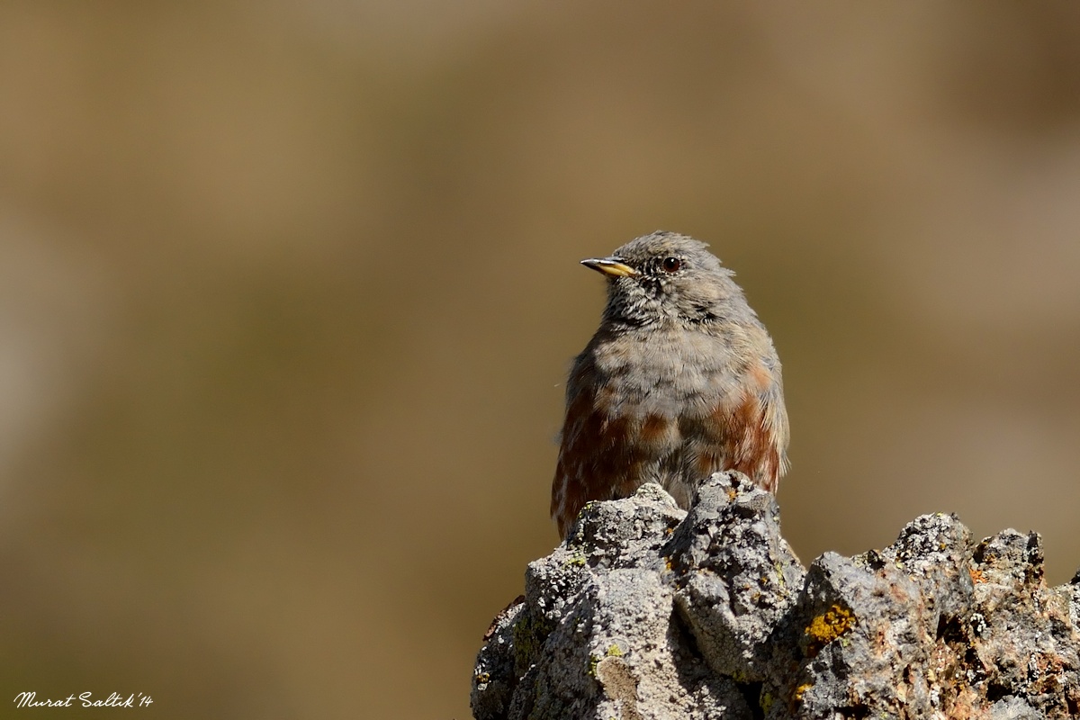 Büyük dağbülbülü