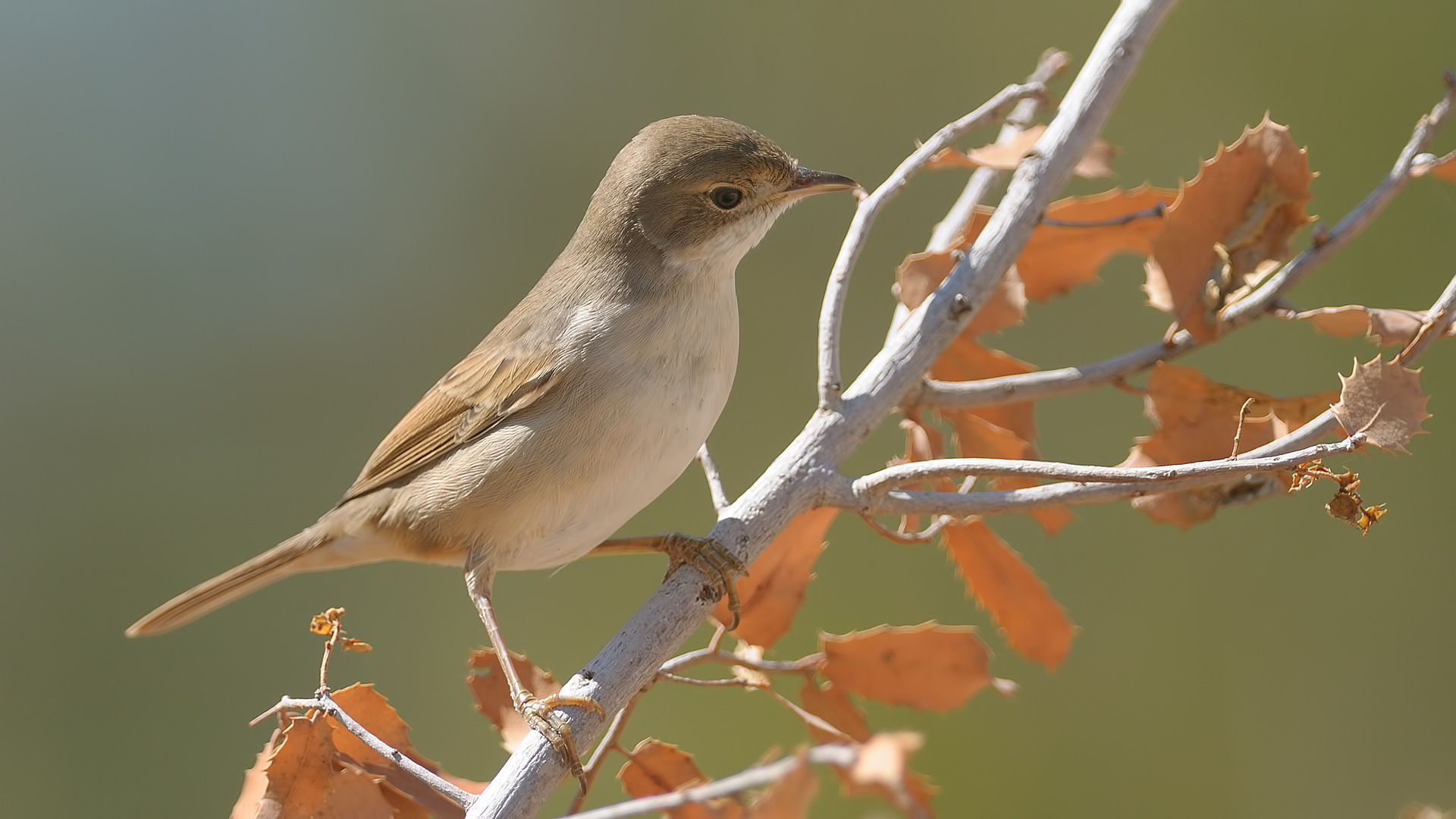 Pembegöğüslü ötleğen