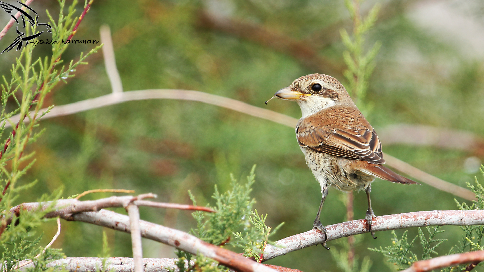 Kızılsırtlı örümcekkuşu