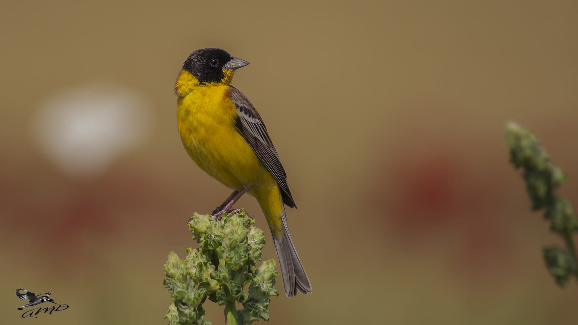 Karabaşlı kirazkuşu