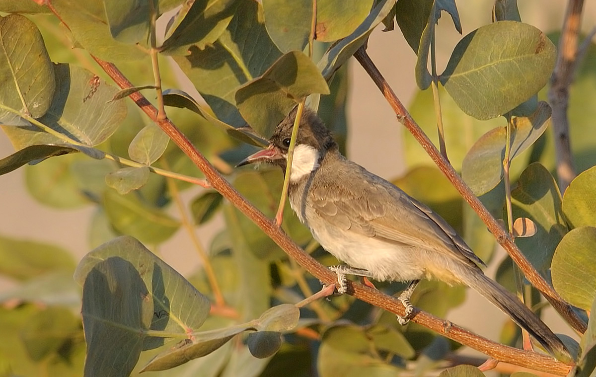 Akyanaklı arapbülbülü