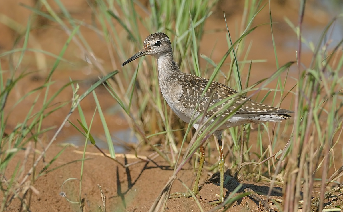 Orman düdükçünü