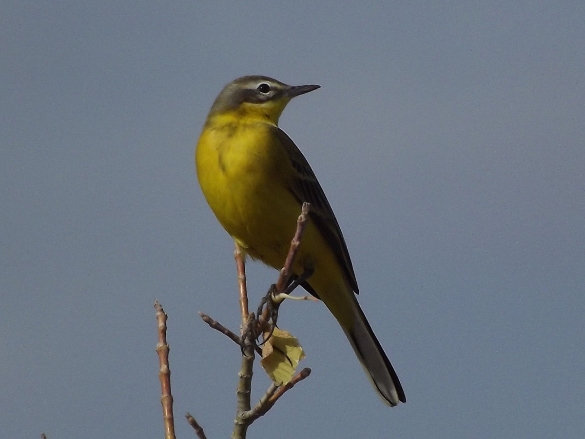 Sarı kuyruksallayan